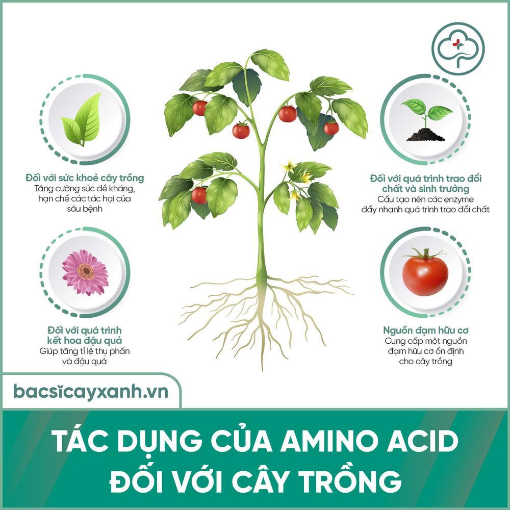 Tác dụng của amino acid đối với cây trồng